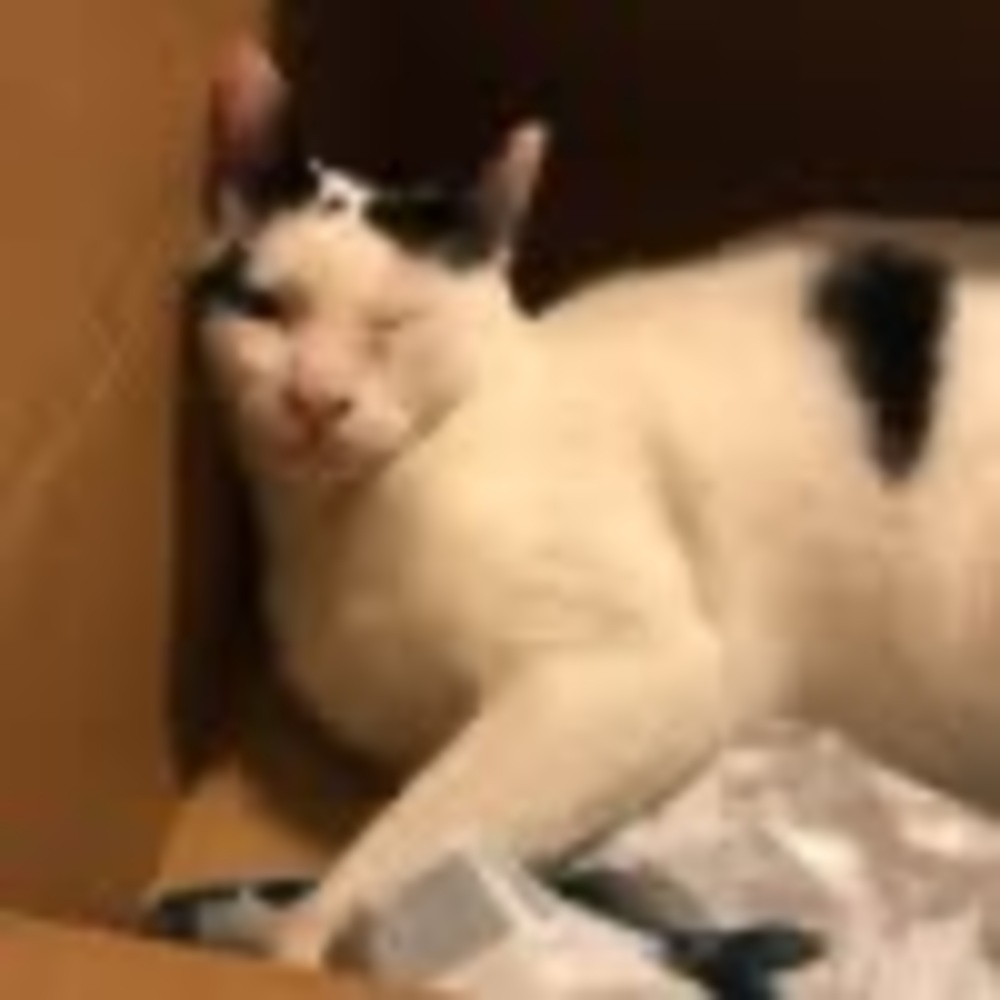 Meet your Posher, Bonny